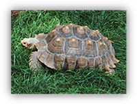 Черепаха шпороносна